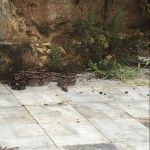 Órgão ambiental encaminhou os animais mais debilitados para tratamento no Cetas. Foto: Adema.