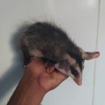 Órgão ambiental encaminhou os animais mais debilitados para tratamento no Cetas. Foto: Adema.