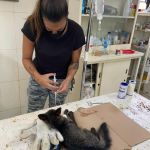 Órgão ambiental encaminhou os animais mais debilitados para tratamento no Cetas. Foto: Adema.