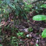 Órgão ambiental encaminhou os animais mais debilitados para tratamento no Cetas. Foto: Adema.