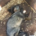 Órgão ambiental encaminhou os animais mais debilitados para tratamento no Cetas. Foto: Adema.