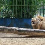 Manutenção do espaço e zelo com os animais são realizados diariamente. Foto: Marcos Rodrigues/ASN.