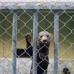 Manutenção do espaço e zelo com os animais são realizados diariamente. Foto: Marcos Rodrigues/ASN.