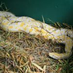 Manutenção do espaço e zelo com os animais são realizados diariamente. Foto: Marcos Rodrigues/ASN.
