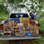 Diversos tipos de aves, além de répteis e quelônios foram devolvidos à natureza. Fotos: Adema.