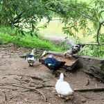 Manutenção do espaço e zelo com os animais são realizados diariamente. Foto: Marcos Rodrigues/ASN.